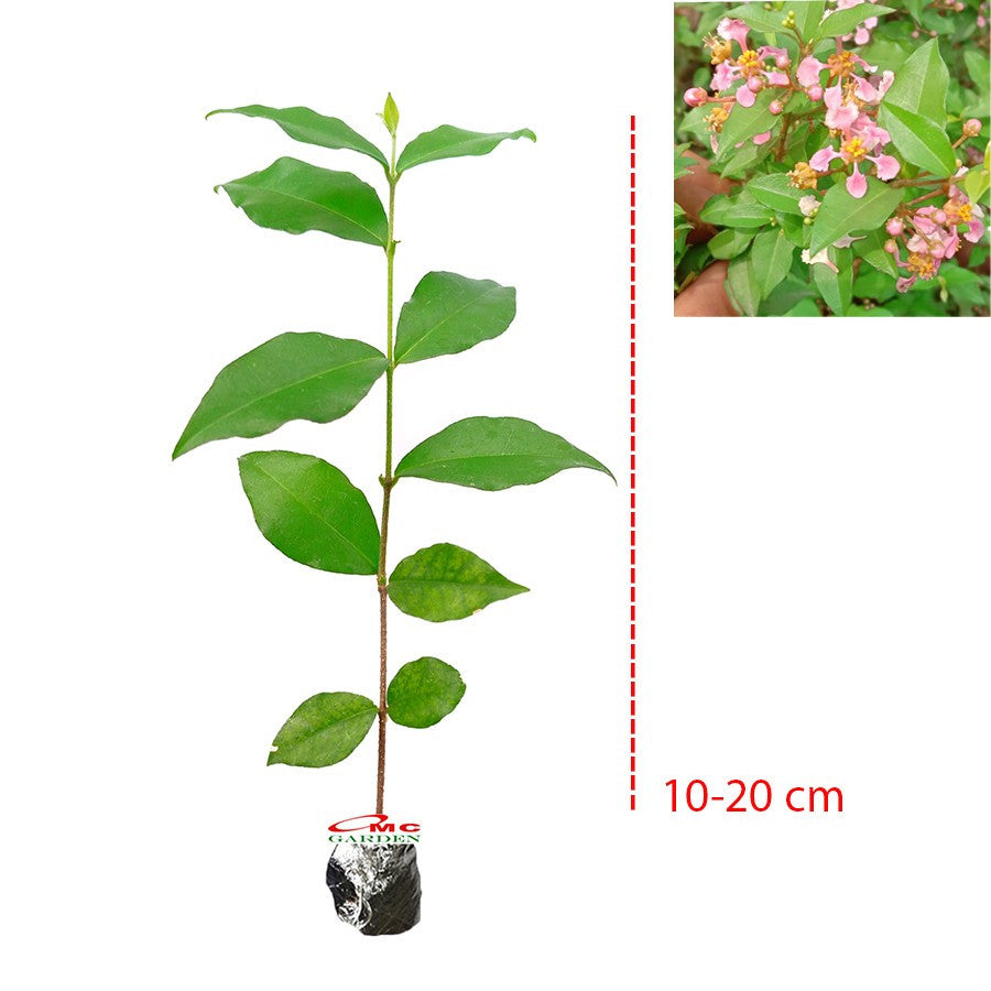 Bibit Pohon Sakura Mikro Jepang Bahan Bonsai Tanaman Hias Berbunga 20