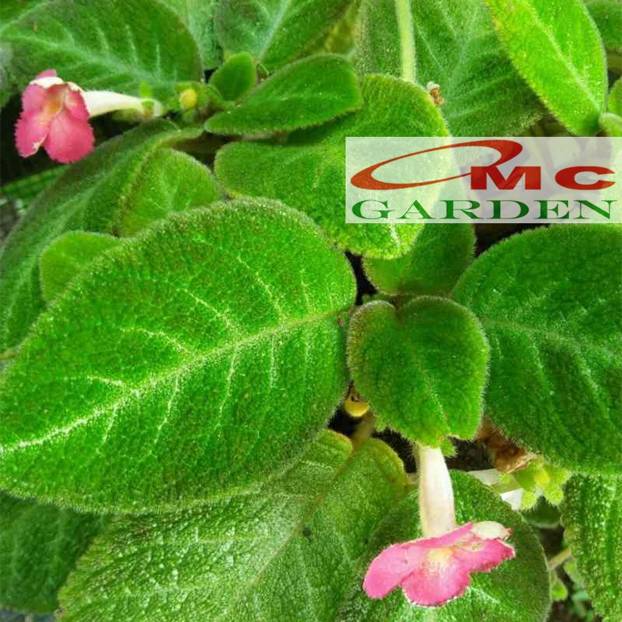 Tanaman Hias Episcia Cupreata Lil Lemon Pink Panther Hijau Beludru Bludru Coklat Silver Shield