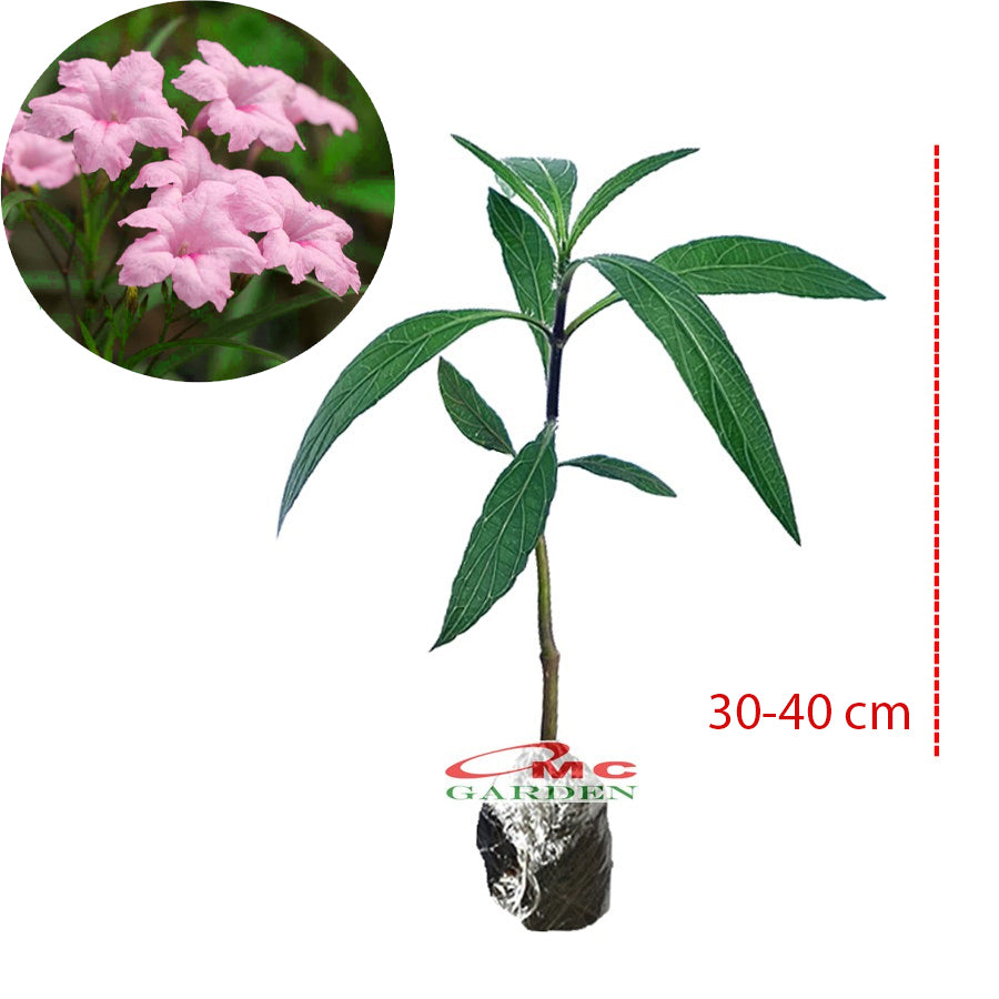 Rawelia Ruelia Rolia Bunga Ungu Pink Tabibosa Ruellia Tanaman Hias Bibit RWL-B-3040