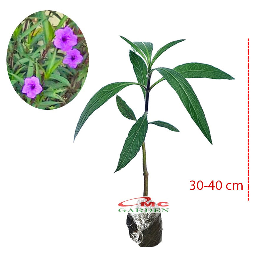 Rawelia Ruelia Rolia Bunga Ungu Pink Tabibosa Ruellia Tanaman Hias Bibit RWL-B-3040