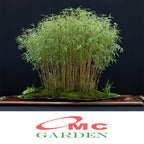 Bibit Rumput Bambu Mikro Micro Mini Rimbun Tanaman Hias 20-30 cm