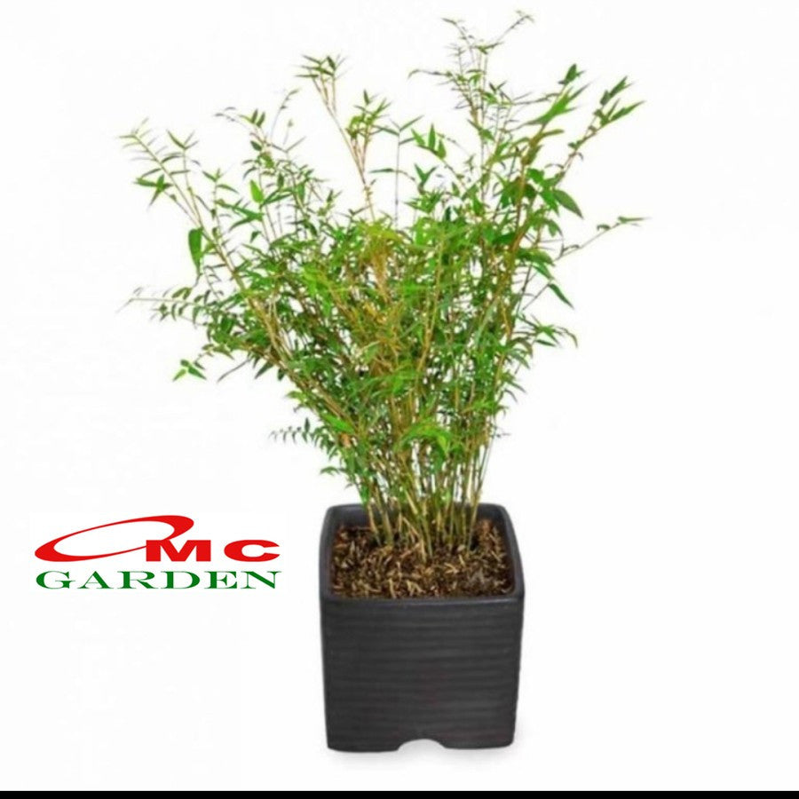 Bibit Rumput Bambu Mikro Micro Mini Rimbun Tanaman Hias 30-40 cm