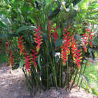 Tanaman Hias Pisang Bali Atau Pisang Betet Calathea Heliconia Pisang Pisangan P-BALI-4050