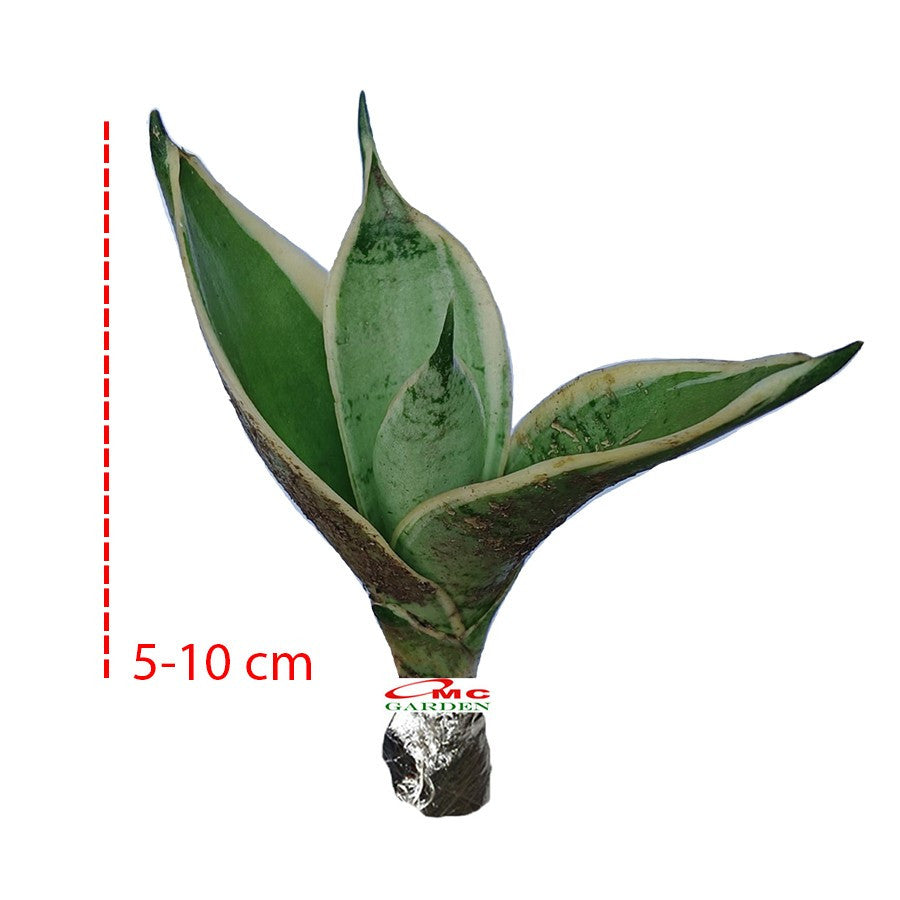 Lidah Mertua Mini Sansevieria Sansivera Sensivera Pagoda Golden Hahnii Bird Nest Yellow Green Silver Night Owl 05-10