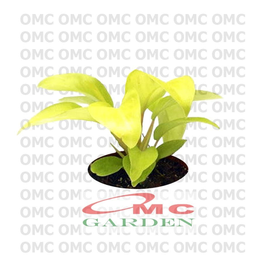 Srigading Sri Gading Sirih Gading Hijau Kuning Varigata Golden Silver Ungu Centong Philodendron Philo Brazil Marble Queen Bibit Tanaman Hias Air 1020