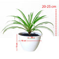 Spider Plant Tanaman Laba-Laba Lili Lily Paris Gantung Bibit 2025-P