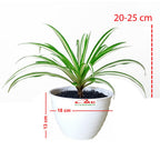 Spider Plant Tanaman Laba-Laba Lili Lily Paris Gantung Bibit 2025-P