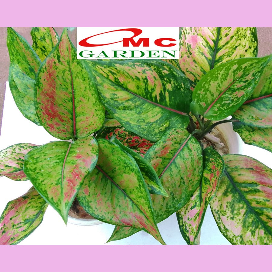 Aglonema Heng Heng Pelangi Bibit Bunga Tanaman Hias Anakan Sri Rejeki Daun Green Red 1015