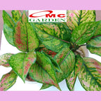 Aglonema Heng Heng Pelangi Bibit Bunga Tanaman Hias Anakan Sri Rejeki Daun Green Red 1015