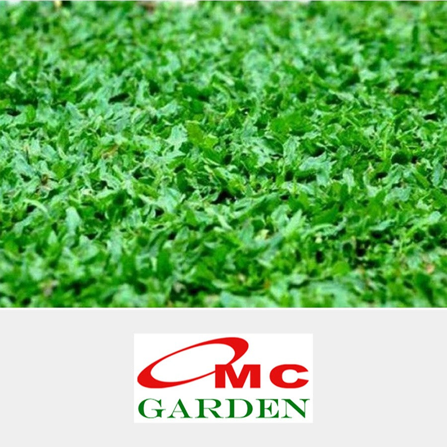 Rumput Gajah Mini Sobekan Bibit Tanaman Hias Karpet Penutup Tanah 0609