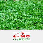 Rumput Gajah Mini Sobekan Bibit Tanaman Hias Karpet Penutup Tanah 0609