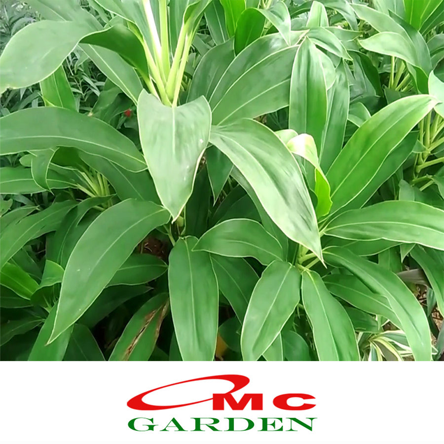 Hanjuang Andong Hijau Sawang Daun Ijo Bibit Pohon Tanaman Hias 10-20cm