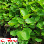 Pohon Mangkok Mangkokan Tanaman Obat Herbal Hias Bibit Berakar 20-30cm