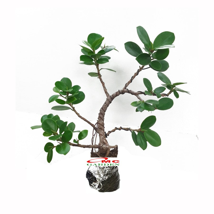 Tanaman Hias Pohon Bonsai Mame Beringin Korea Mini Dolar Murah B-BK-018