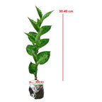 Zig Zag Zigzag Plant Patah Tulang Euphorbia Tirucalli Tanaman 3040