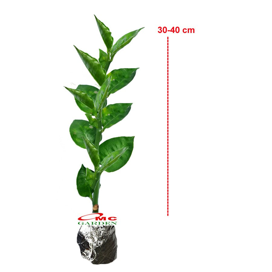 Zig Zag Zigzag Plant Patah Tulang Euphorbia Tirucalli Tanaman 3040