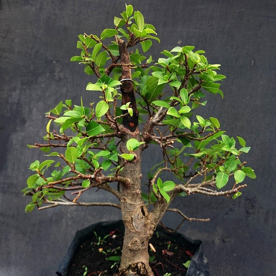Bibit Pohon Loa Bahan Bonsai Mame Ficus Racemosa Tanaman Peneduh 1020
