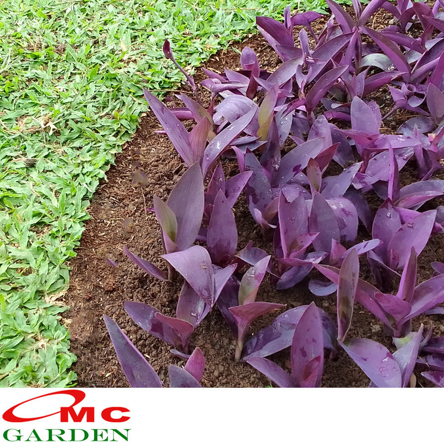 Adam Hawa Ungu Sabrina Tradescantia Pallida Nanas Kerang Tanaman Hias Gantung Bibit Bunga Stek Batang