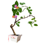 Bonsai Bonsae Lantana Camara Tembelekan Orange Pink Tanaman Hias 004