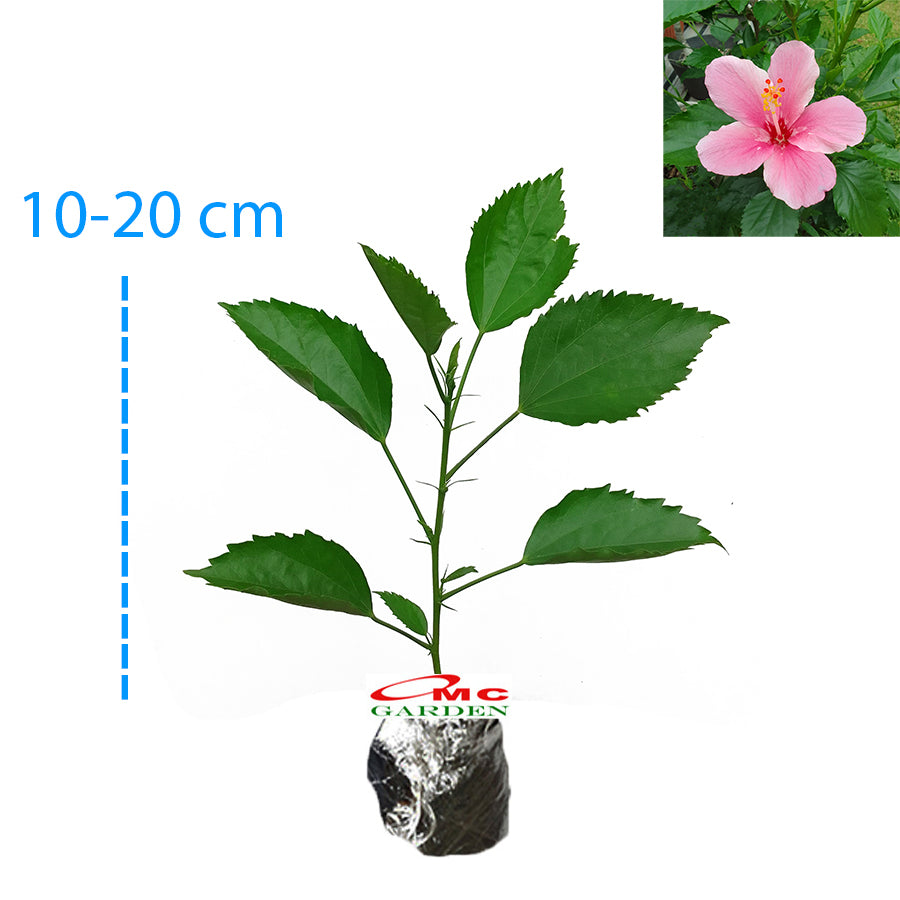 Kembang Sepatu Bunga Raya Hibiscus Worawari Rosa Dinensis Merah Bibit Tanaman Hias 1020