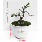 Bonsai Bonsae Sancang Premna Microphylla 002