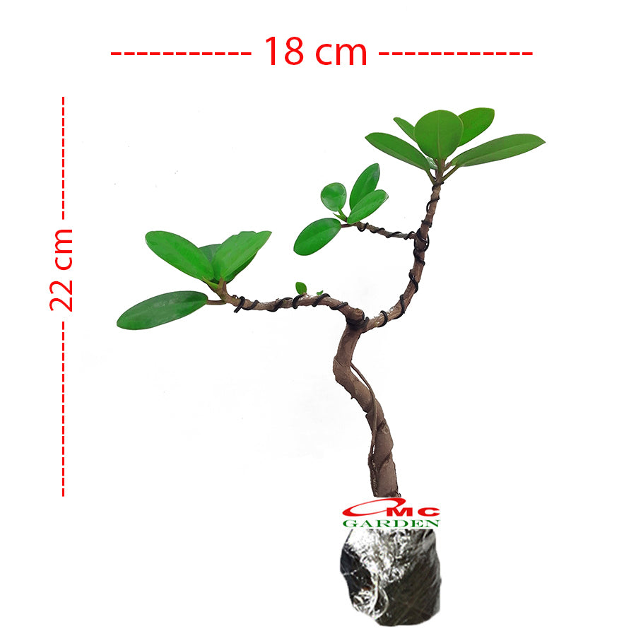 Bonsai Bonsae Mame Beringin Korea Mini Dolar Tanaman Hias Pohon B-BK-005