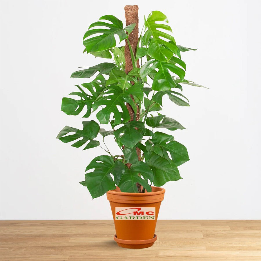 Tanaman Hias Monstera Borsigiana Albo Ekor Naga King Deliciosa Varigata Brazilian Bibit Bonggol Batang