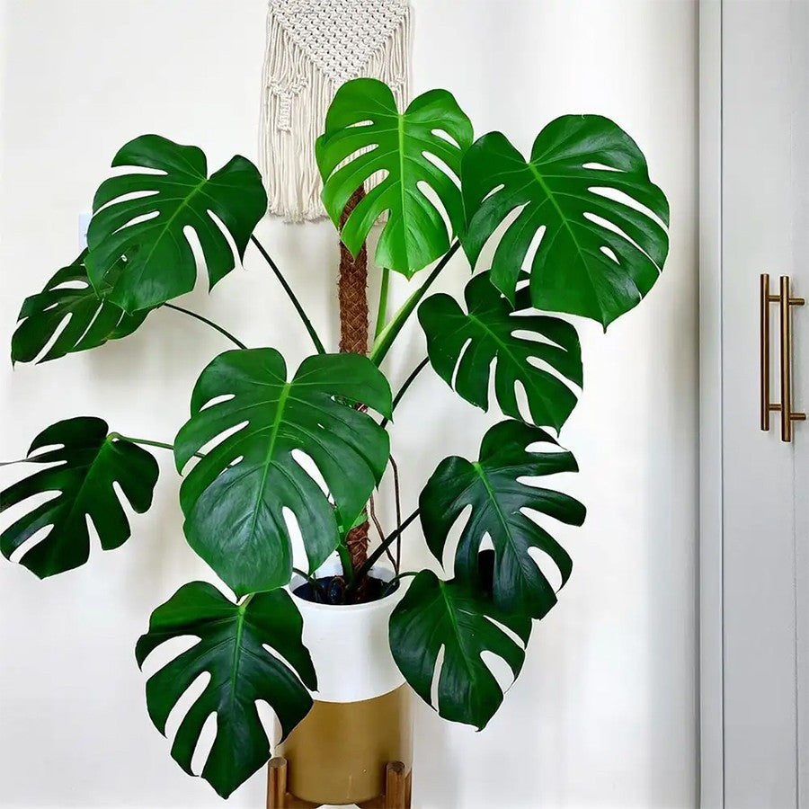 Tanaman Hias Monstera Borsigiana Albo Ekor Naga King Deliciosa Varigata Brazilian Bibit Bonggol Batang