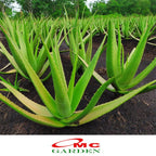 Lidah Buaya Jumbo Pontianak Aloe Vera Bibit Pohon Tanaman Hias Obat Herbal 1520