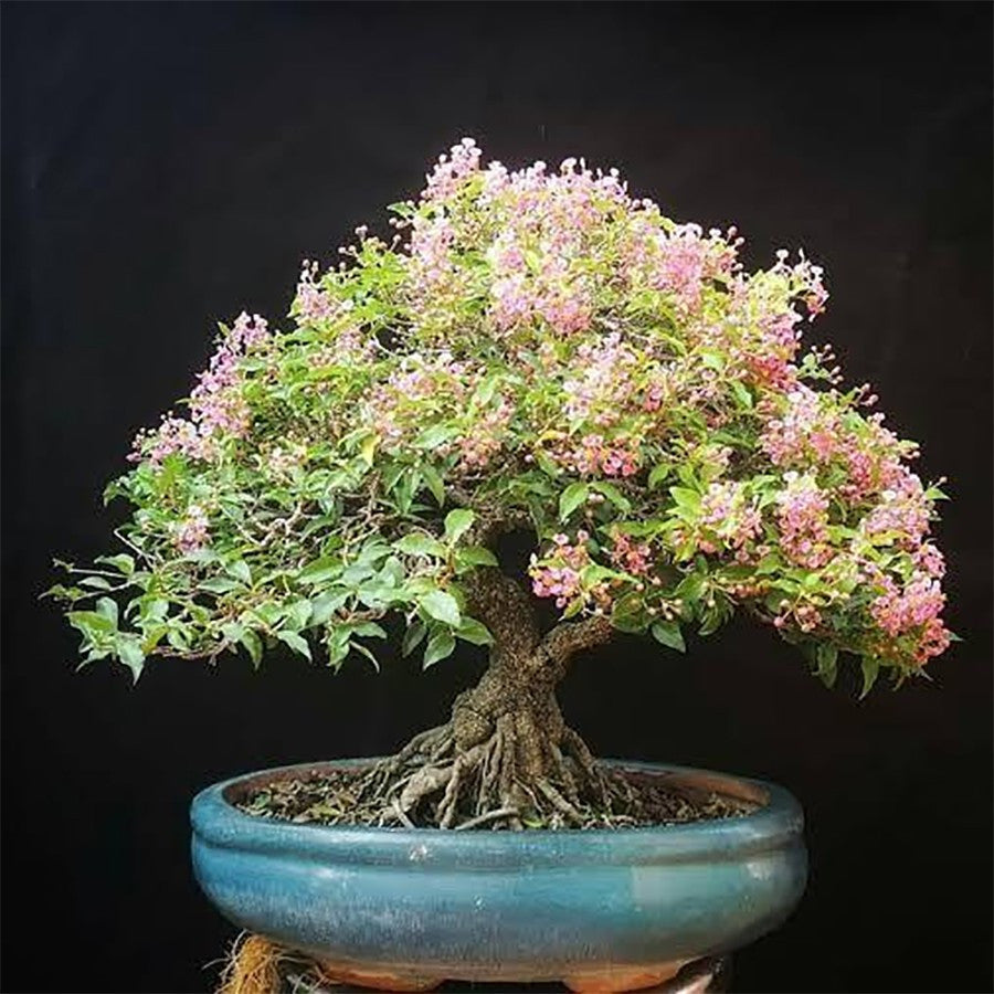 Bibit Pohon Sakura Mikro Jepang Bahan Bonsai Tanaman Hias Berbunga 20
