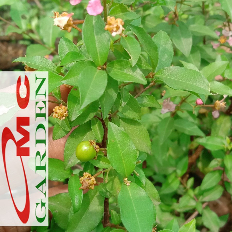 Bibit Pohon Sakura Mikro Jepang Bahan Bonsai Tanaman Hias Berbunga 2030