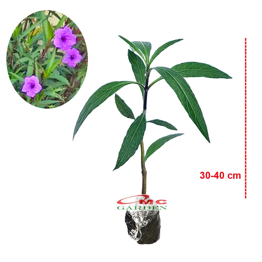 Rawelia Ruelia Rolia Bunga Ungu Pink Tabibosa Ruellia Tanaman Hias Bibit RWL-B-3040