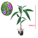 Rawelia Ruelia Rolia Bunga Ungu Pink Tabibosa Ruellia Tanaman Hias Bibit RWL-B-3040