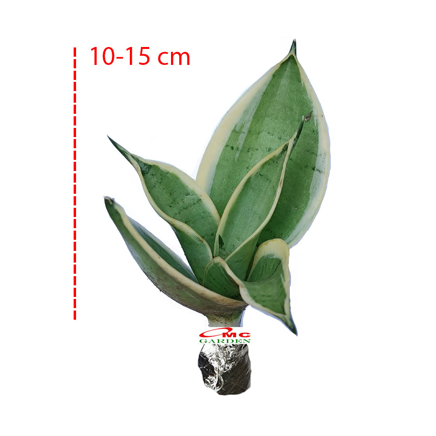 Lidah Mertua Mini Sansevieria Sansivera Sensivera Pagoda Golden Hahnii Bird Nest Yellow Green Silver Night Owl 1015
