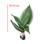 Lidah Mertua Mini Sansevieria Sansivera Sensivera Pagoda Golden Hahnii Bird Nest Yellow Green Silver Night Owl 1015