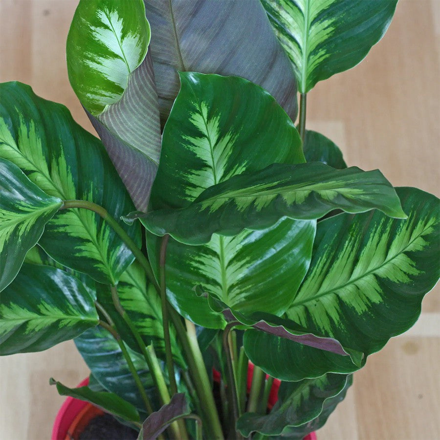 Calathea Louisae Misto Bulu Ayam Kalatea Calatea Kalathea Bibit Tanaman Hias CLT-LS-1015