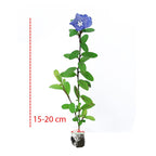 Tanaman Hias Baby Blue Eyes Nemophila Menziesii Star Gantung Mata Biru Bibit Bunga 1520