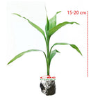 Pohon Bambu Hoki Hockey Sri Rejeki Lucky Bamboo Air Bambu Cina Bibit Tanaman Hias 1020 - 15-20 cm