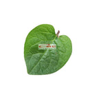 Daun Binahong Merah Hijau Tanaman Piahong Obat Herbal Organik Segar Tanpa Pestisida 1 Helai Lembar BM-DH-1