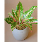Aglonema Butterfly Bibit Bunga Tanaman Hias Anakan Sri Rejeki Daun Green Red Pink 1015