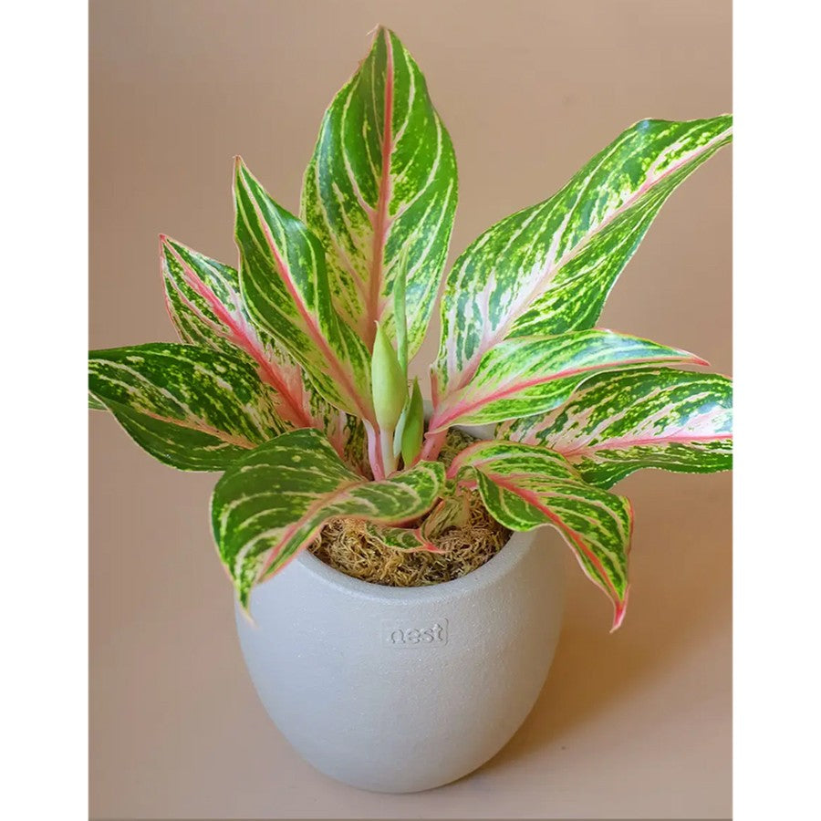 Aglonema Butterfly Bibit Bunga Tanaman Hias Anakan Sri Rejeki Daun Green Red Pink 1015
