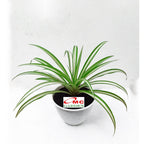 Spider Plant Tanaman Laba-Laba Lili Lily Paris Gantung Bibit 2025