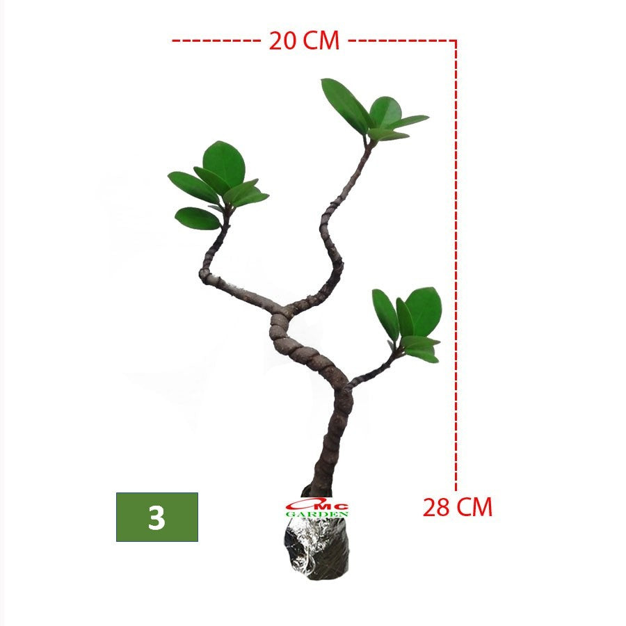 Tanaman Hias Pohon Bonsai Mame Beringin Korea Mini Dolar B-BK-022