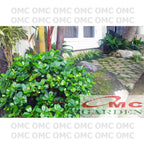 Tanaman Hias Pohon Bonsai Mame Beringin Korea Mini Dolar Murah B-BK-018