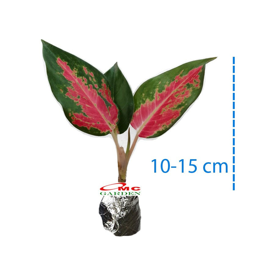 Aglonema Kochin Pink Rainbow Super Red Cochin Tembaga Sri Rejeki Bibit Bunga Tanaman Hias 1015