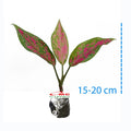 Aglonema Venus Green Red Bibit Bunga Tanaman Hias Sri Rejeki 1520