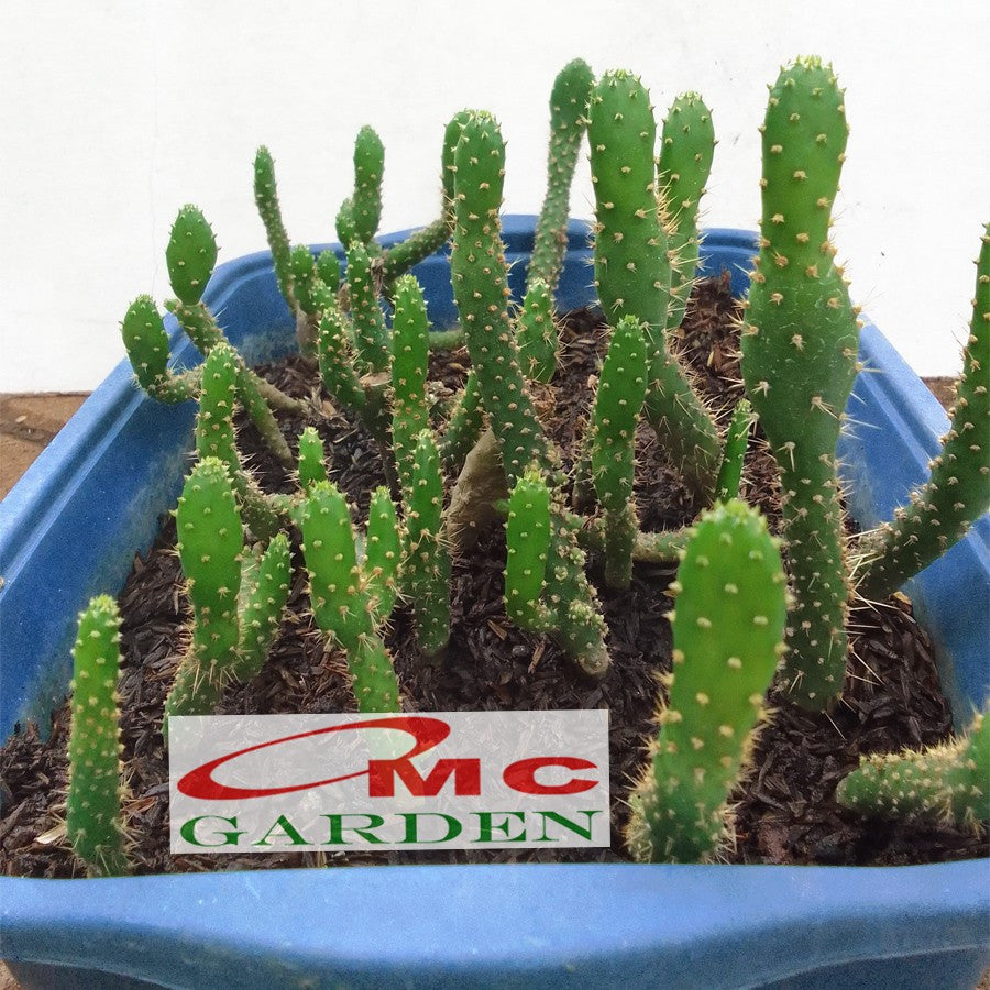 Sukulen Sekulen Pohon Kaktus Mini Succulent Bibit Tanaman Hias 2025