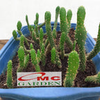Sukulen Sekulen Pohon Kaktus Mini Succulent Bibit Tanaman Hias 2025
