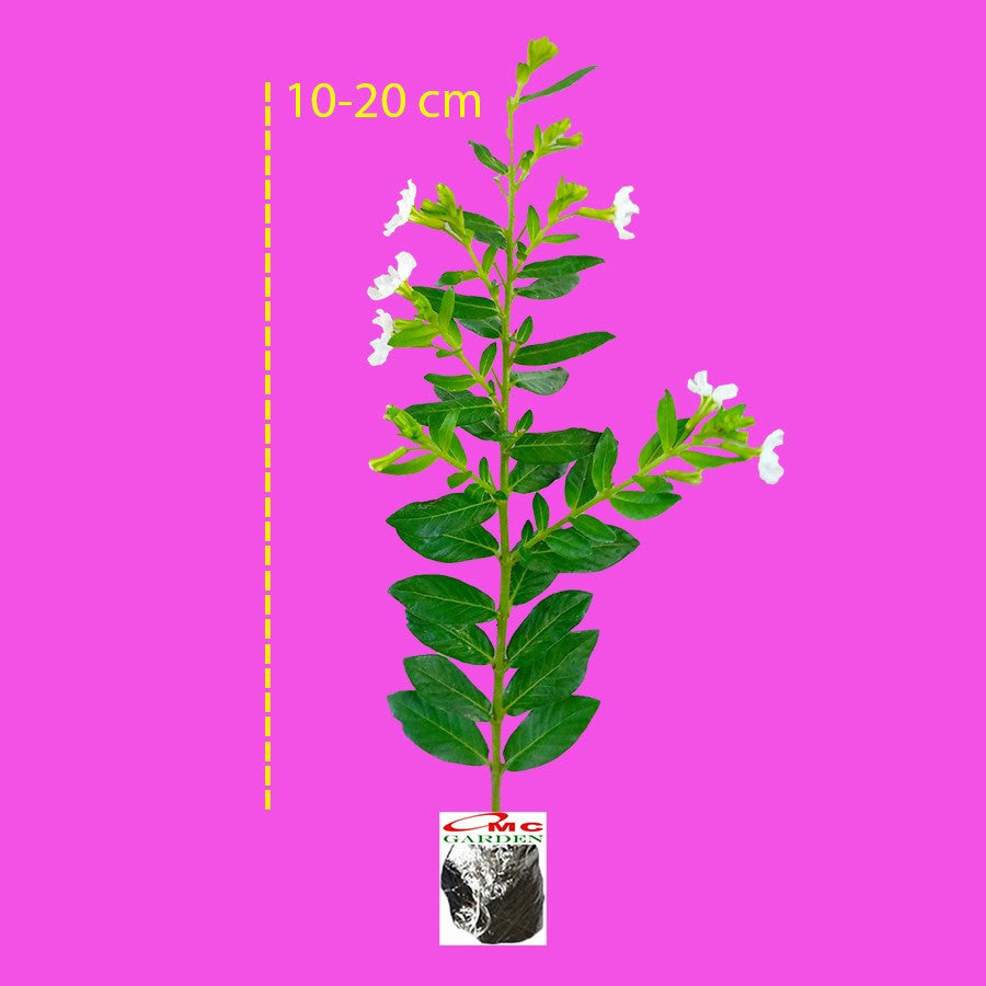Bibit Tanaman Hias Taiwan Beauty Bunga Putih Daun Hijau 1020 cm