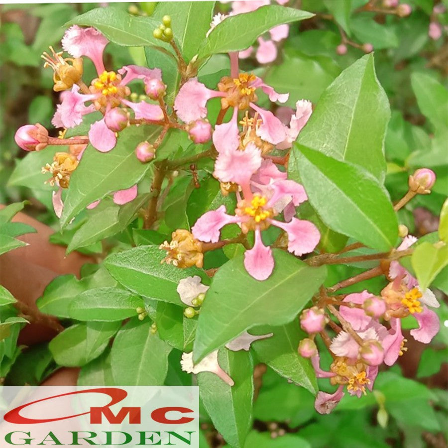 Bibit Pohon Sakura Mikro Jepang Bahan Bonsai Tanaman Hias Berbunga 2030